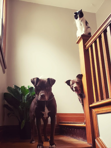 Pet Supply Store «Pet Supplies Plus», reviews and photos, 531 Monroe Ave, Rochester, NY 14607, USA