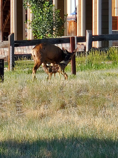 Golf Course «Black Bear Golf Club», reviews and photos, 11400 Canterberry Pkwy, Parker, CO 80138, USA