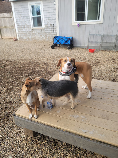 Purrs and Grrrs dog daycare,boarding and training facility
