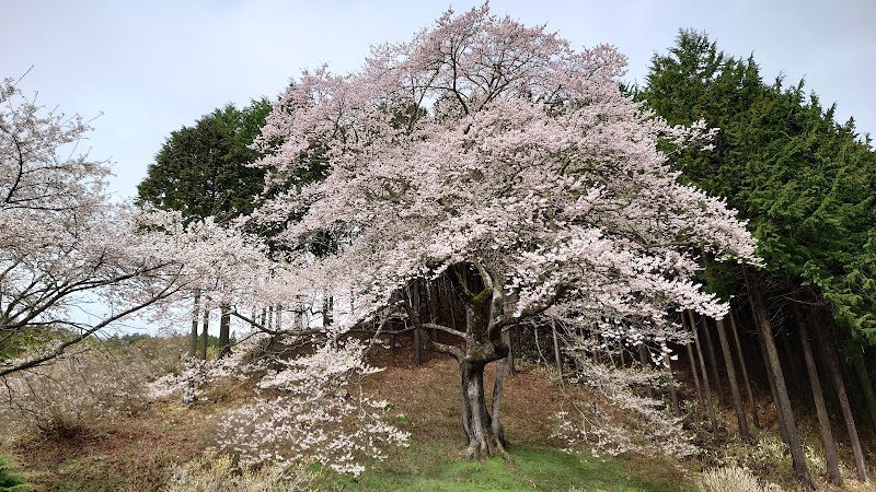 馬酔木沢の桜