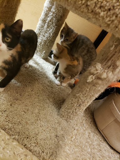 Pet Supply Store «PetSmart», reviews and photos, 5857 NJ-42, Turnersville, NJ 08012, USA