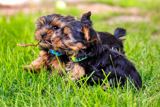 VCA Oquirrh Hills Animal Hospital image