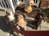 Relax, Rover. - Photo 7 - Car repair in , San Mateo