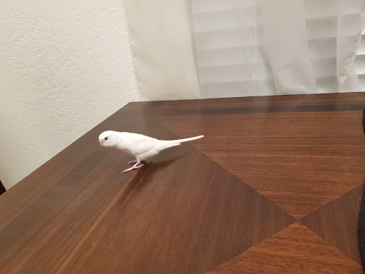 Pet Store «Petland Vineyard - San Antonio», reviews and photos, 1309 North Loop 1604 W #101, San Antonio, TX 78258, USA