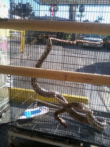 Pet Store «Pet Source 1901», reviews and photos, 1901 W 8th St B, Los Angeles, CA 90057, USA