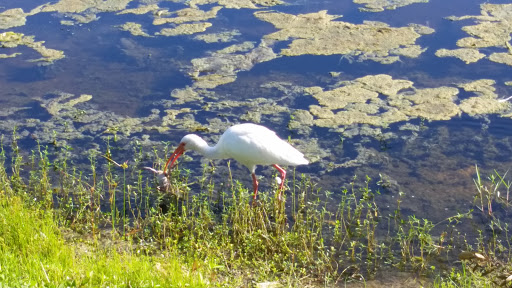 Golf Course «Golf Club Of Jupiter Inc», reviews and photos, 1800 Central Blvd, Jupiter, FL 33458, USA