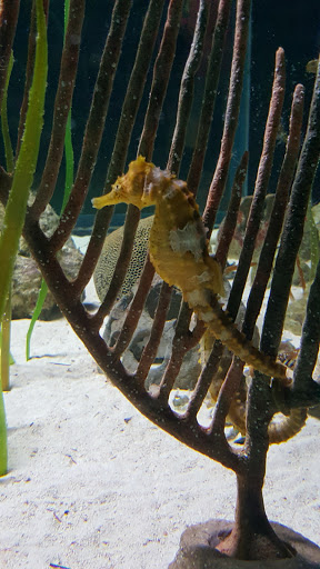 Aquarium «Mote Marine Laboratory & Aquarium», reviews and photos, 1600 Ken Thompson Pkwy, Sarasota, FL 34236, USA