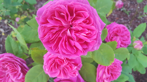 Park «Mt. Scott Park», reviews and photos, SE 72nd Ave & Southeast Harold Street, Portland, OR 97206, USA