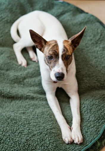 Pet Supply Store «Crossroads Pets», reviews and photos, 707 Monroe St, Nashville, TN 37208, USA