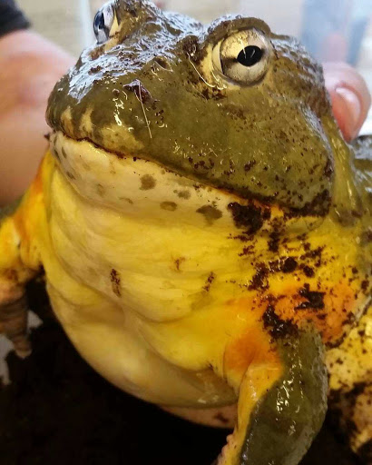 Reptile Store «Sierra Aquatics», reviews and photos, 295 Kietzke Ln, Reno, NV 89502, USA