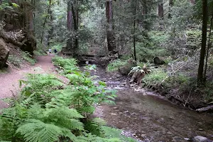 Fall Creek Unit | Henry Cowell Redwoods State Park image
