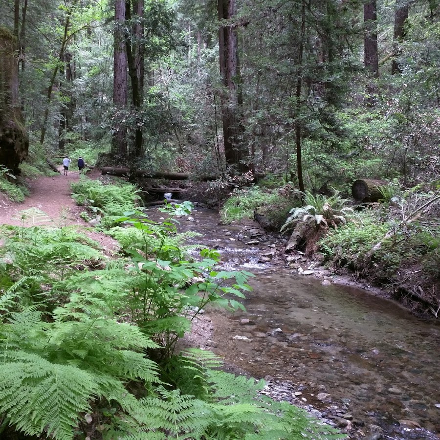 Fall Creek Unit | Henry Cowell Redwoods State Park