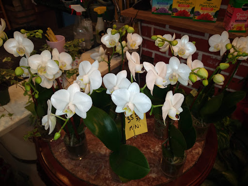 Florist «Sunshine Florist Inc.», reviews and photos, 946 1st Avenue, New York, NY 10022, USA