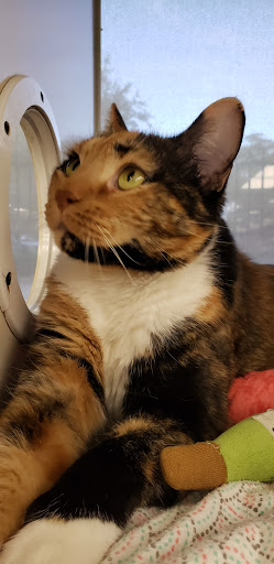 Pet Supply Store «Petco Animal Supplies», reviews and photos, 8111 W Broward Blvd, Plantation, FL 33324, USA