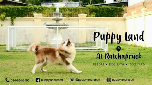 รับฝากเลี้ยงสุนัข Puppy Land : Resort