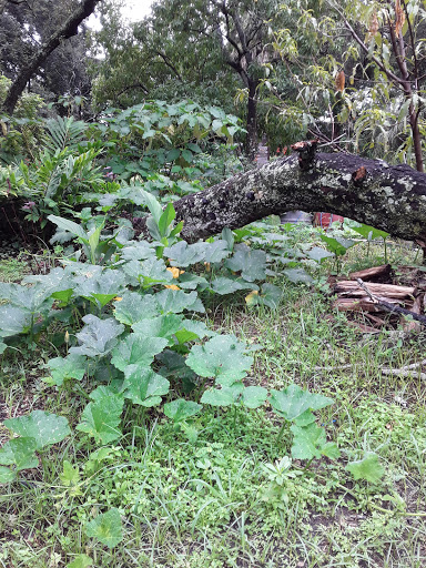 Farm «Sweetwater Organic Community Farm», reviews and photos, 6942 W Comanche Ave, Tampa, FL 33634, USA
