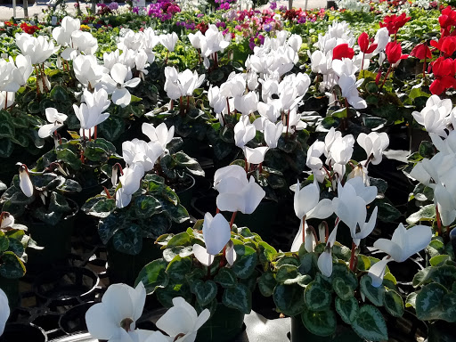 Plant Nursery «San Gabriel Nursery & Florist», reviews and photos, 632 S San Gabriel Blvd, San Gabriel, CA 91776, USA