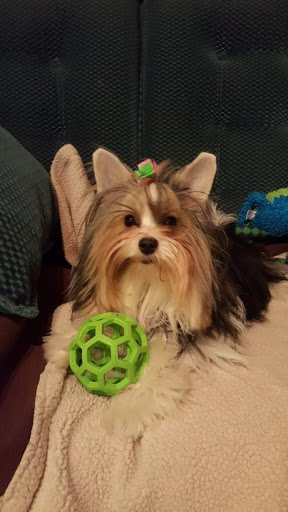 Pet Groomer «Precious Paws», reviews and photos, 221 N Marble St, Rockmart, GA 30153, USA