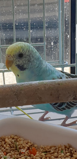 Pet Supply Store «College Greens Pet Center», reviews and photos, 3311 Julliard Dr # A, Sacramento, CA 95826, USA