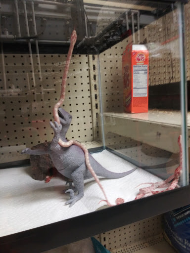 Pet Store «Pet Malls», reviews and photos, 11691 Boyette Rd, Riverview, FL 33569, USA