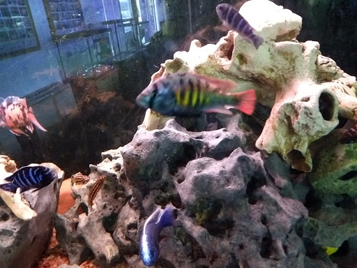 Pet Store «M V Pets», reviews and photos, 7429 S Westnedge Ave, Portage, MI 49002, USA