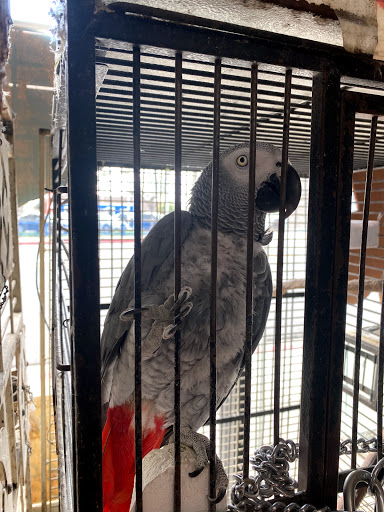 Pet Supply Store «Azteca Pet Shop», reviews and photos, 4431 Whittier Blvd, Los Angeles, CA 90022, USA