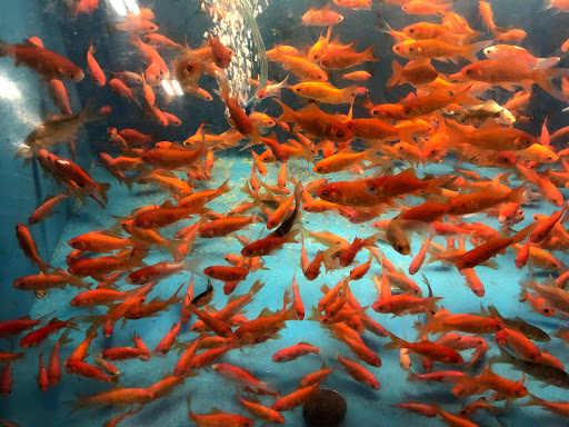 Pet Supply Store «PetSmart», reviews and photos, 525 Connecticut Ave, Norwalk, CT 06854, USA