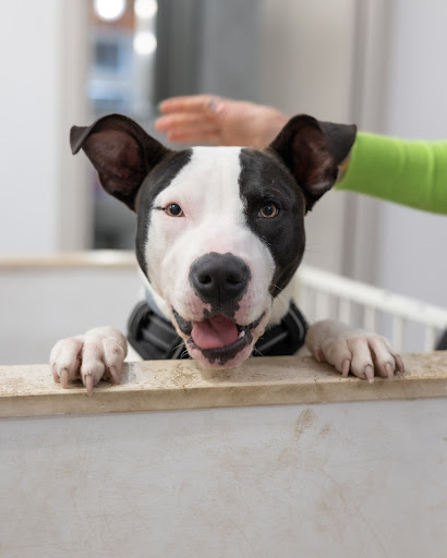 Pensioni per cani e dog hotel a PetClub