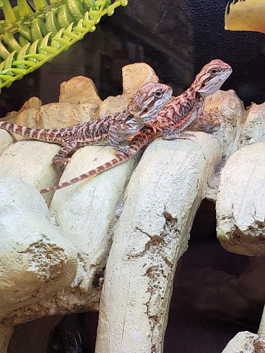 Pet Supply Store «PetSmart», reviews and photos, 1621 E Monte Vista Ave b, Vacaville, CA 95688, USA