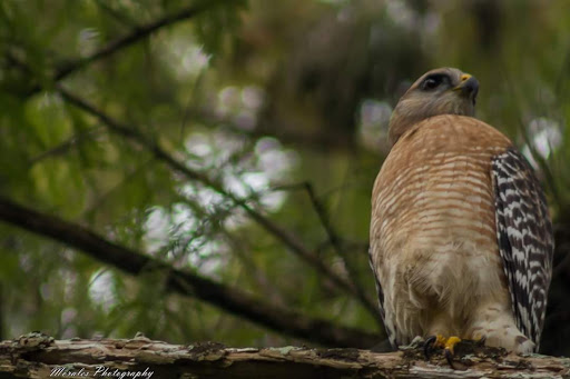 Park «Lake Lotus Park Office», reviews and photos, 1153 Lake Lotus Park Rd, Altamonte Springs, FL 32714, USA