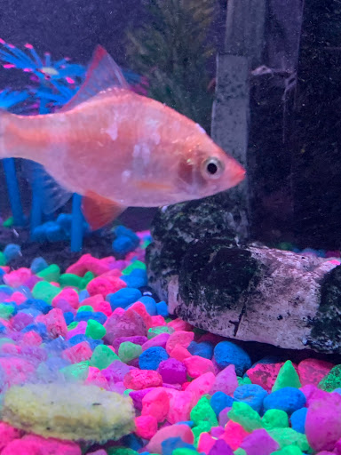 Pet Store «Southside Pet Shop», reviews and photos, 7031 Southside Dr, Louisville, KY 40214, USA