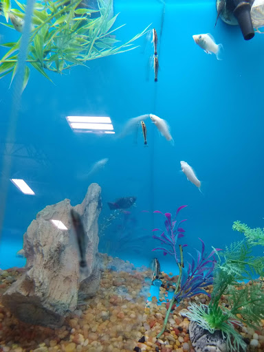 Pet Supply Store «PetSmart», reviews and photos, 860 NE Mall Blvd, Hurst, TX 76053, USA