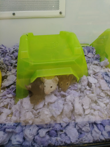 Pet Supply Store «Petco Animal Supplies», reviews and photos, 8775 SW Tualatin-Sherwood Rd, Tualatin, OR 97062, USA