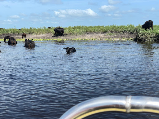 Tourist Attraction «Twister Airboat Rides», reviews and photos, 8199 W King St, Cocoa, FL 32926, USA