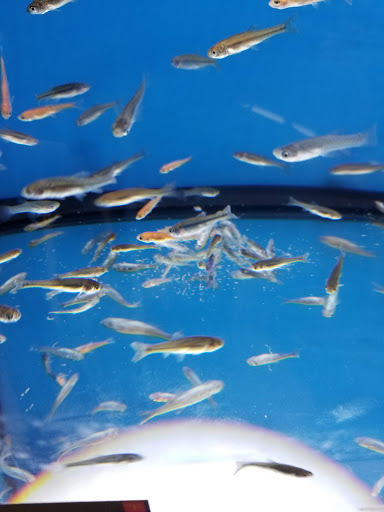 Craft Store «Michaels», reviews and photos, 2041 U.S. 287 Frontage Rd #501, Mansfield, TX 76063, USA