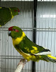 Best Parrot Shops In Naples Near You