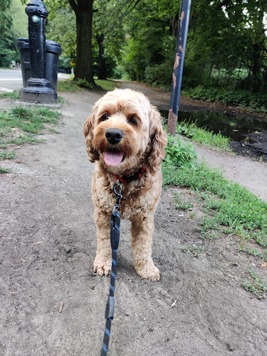 Photo of Cristinas Dog Club