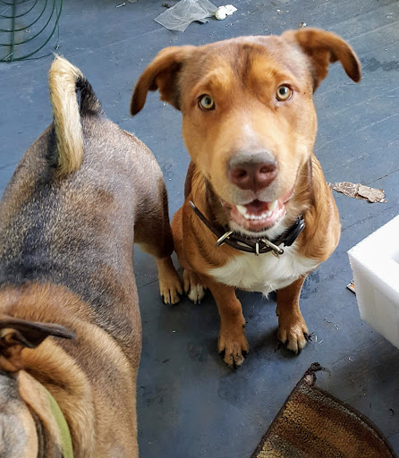 Pet Supply Store «Petco Animal Supplies», reviews and photos, 4908 Kingston Pike, Knoxville, TN 37919, USA