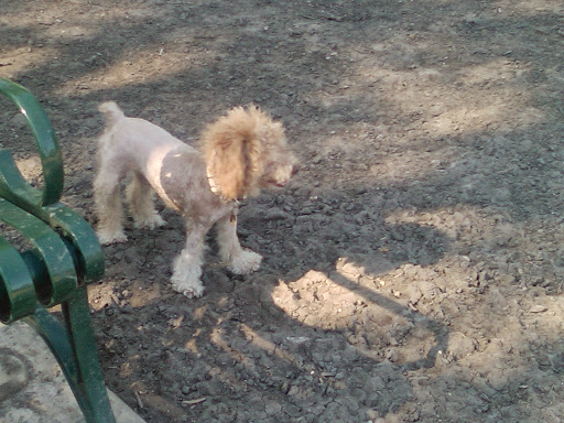 Park «Madison Square Park», reviews and photos, 400 Lexington Ave, San Antonio, TX 78215, USA