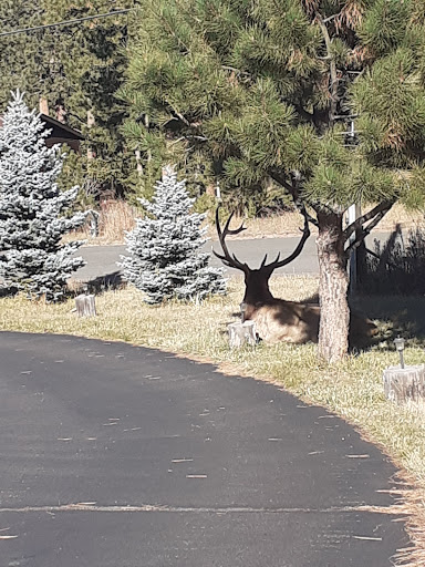 Thrift Store «Echo Resale Shop», reviews and photos, 3763 Evergreen Pkwy, Evergreen, CO 80439, USA