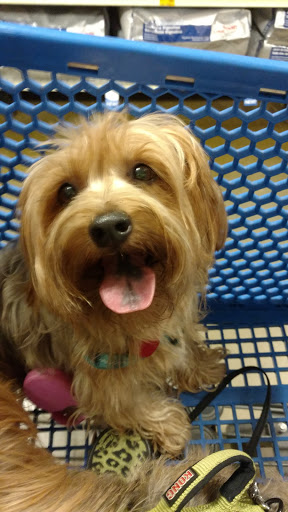 Pet Supply Store «PetSmart», reviews and photos, 380 S State Rd 434, Altamonte Springs, FL 32714, USA