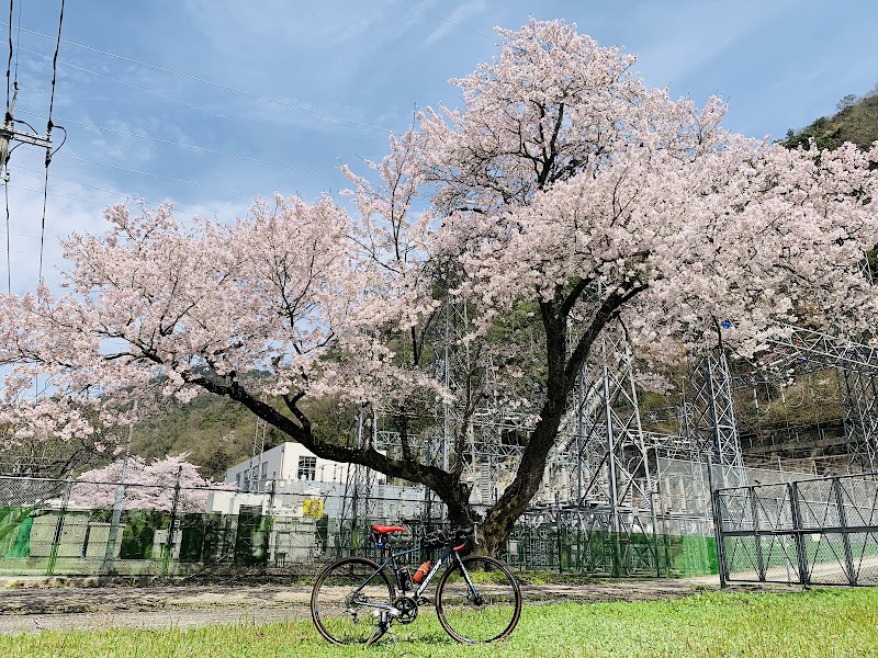 潮発電所の桜