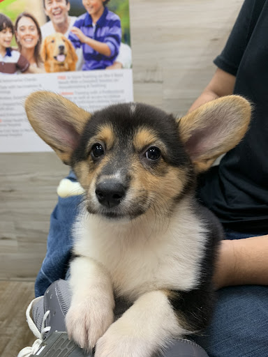 Pet Supply Store «Petland Dallas», reviews and photos, 11909 Preston Rd, Dallas, TX 75230, USA