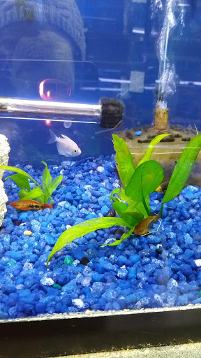Tropical Fish Store «Petland Discounts - Hylan», reviews and photos, 2712 Hylan Blvd, Staten Island, NY 10306, USA