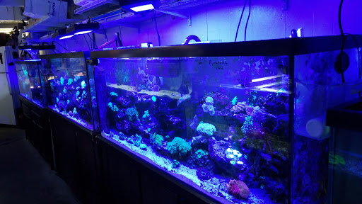 Tropical Fish Store «Living Reef Aquariums», reviews and photos, 4824 N Dixie Hwy, Oakland Park, FL 33334, USA