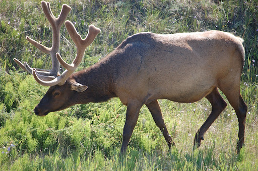 Alberta Elk Hunting Outfitters