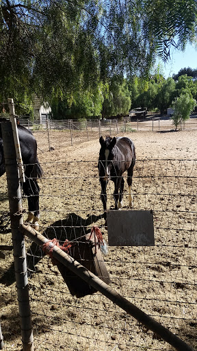Horse breeder Thousand Oaks