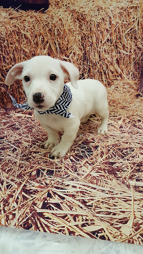 Pet Store «Happiness Is Pets», reviews and photos, 2936 Showplace Dr, Naperville, IL 60564, USA