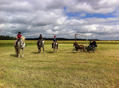 Les Ecuries du Ménage - Centre Equestre de Beussent à Beussent
