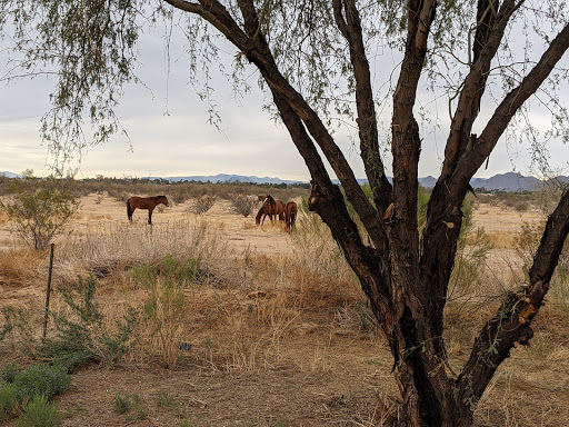Golf Course «Talking Stick Golf Club», reviews and photos, 9998 E Indian Bend Rd, Scottsdale, AZ 85256, USA